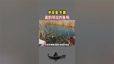 另类饵料之牛粪羊屎蛋也能钓鱼？户外钓鱼 钓鱼人 爆护饵料 野钓技巧 鱼饵shorts Youtube