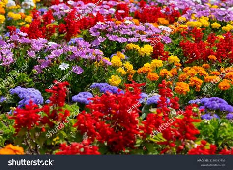 258 Scarlet Marigolds Images Stock Photos And Vectors Shutterstock