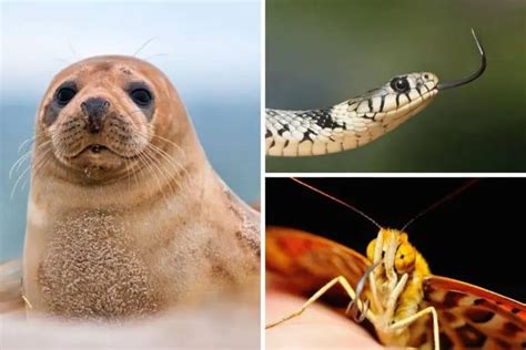 Animals That Can Regenerate Body Parts Nature Roamer