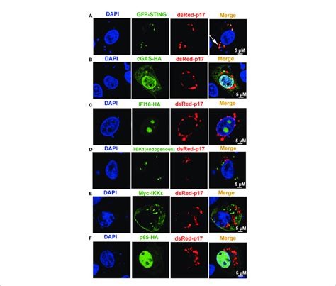 The Cellular Co Localizations Between ASFV P17 And The Related