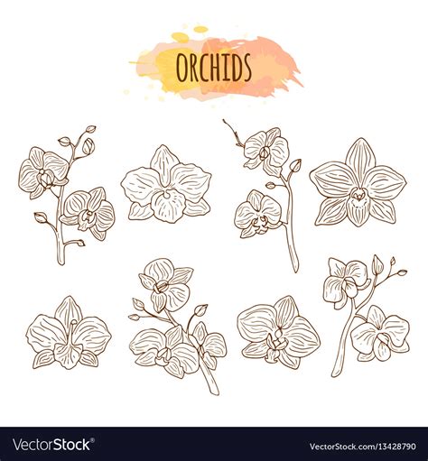 Orchid Flowers Hand Drawn Set Royalty Free Vector Image