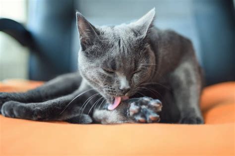 12 häufige Hautprobleme bei Katzen