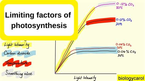 Limiting Factors In Photosynthesis Youtube