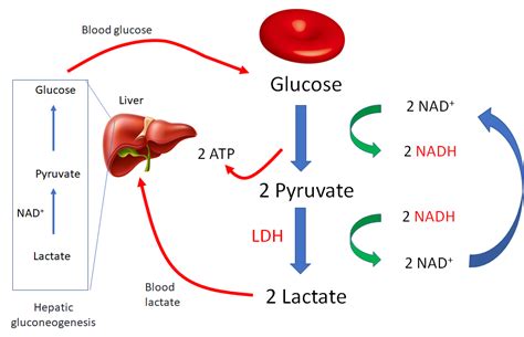 Where In Pyruvate Found In Erythrocytes And Oxygen Deprived Tissues