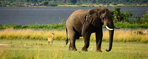 O Mistério Da Morte De Mais De 350 Elefantes Em Botswana Mega Curioso