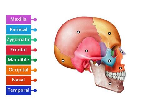 Bones of the skull - Labelled diagram