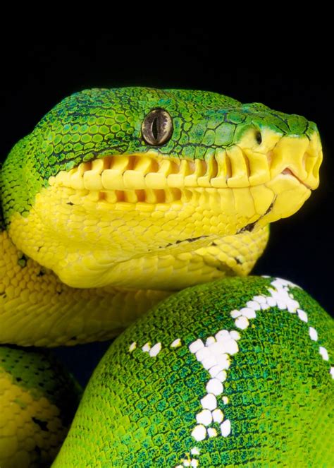 45 Emerald Tree Boa Facts Guide To Both Species Diet Habitat Babies