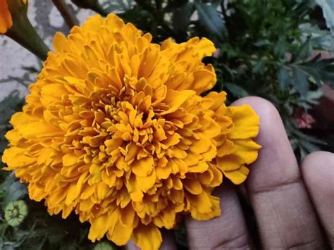 Marigold Inca Orange Hybrid Seeds Available