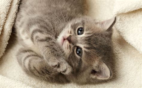 Gray Kitten Wallpapers - Wallpaper Cave