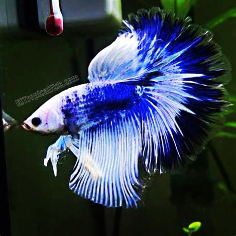 Blue Betta Fish Male