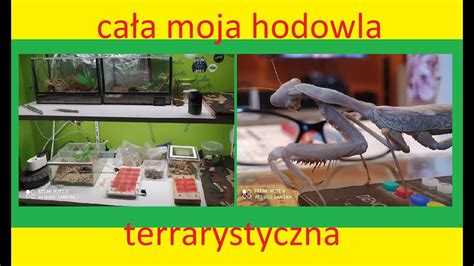 Ca A Moja Hodowla Terrarystyczna Youtube