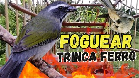 Esquentar Trinca Ferro Frio Melhor V Deo Para Esquentar Trinca Ferro