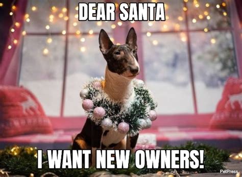 20 Best Christmas Dog Memes The Internet Has Ever Seen