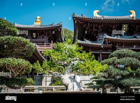 HongKong China November 2019 Bonsai Trees In Chinese Garden Of The