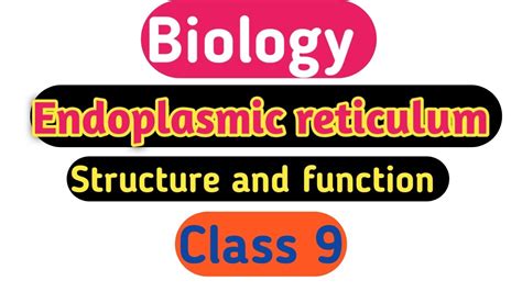 Endoplasmic Reticulum Class Endoplasmic Reticulum Structure And