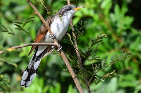 Yellow-billed Cuckoo Cuckoo, Birds, Yellow, Animals, Animales, Animaux ...