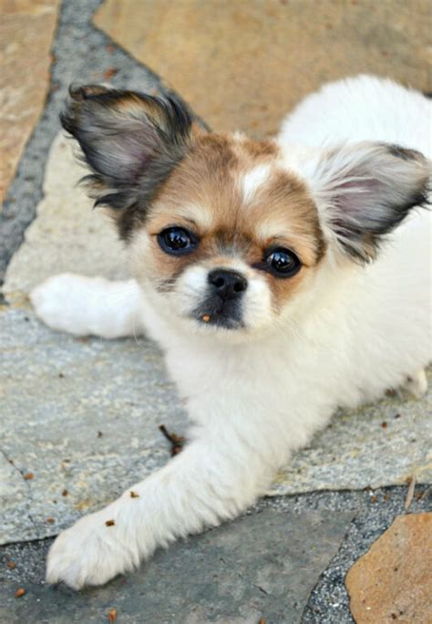 Chihuahua Shih Tzu Mix Dogs (2022) I 13 Things Prospective Owners Need to Know I Dog Snobs