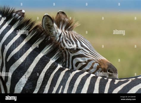 Zebra Foal Hiding Hi Res Stock Photography And Images Alamy