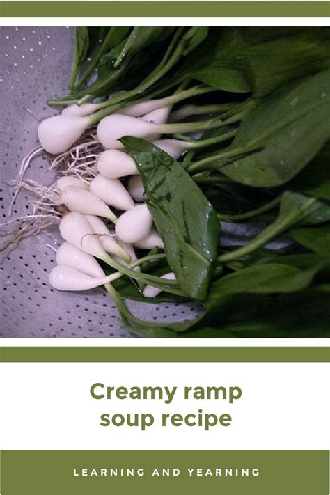 Ramps, or wild leeks, are a wonderful foraged treat. Sauté them, eat ...