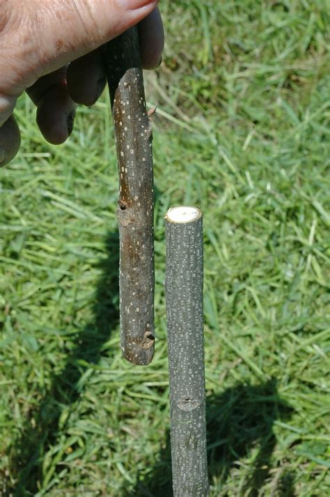 Northern Pecans Tips For Grafting Pecans With The 3 Flap Graft