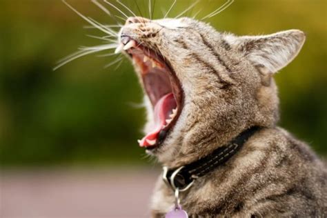 Cat Yawning: Why They Do It and What It Means | Great Pet Care