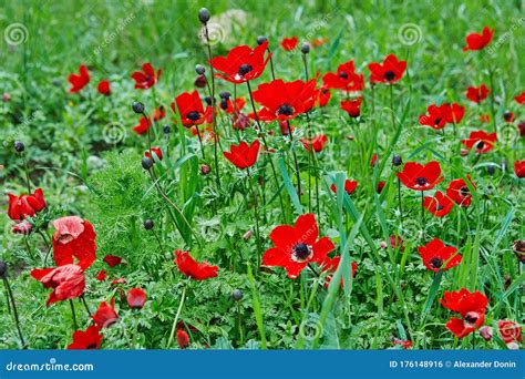 Spring Flowering of Red Flowers Anemones in Green Meadows in Southern ...