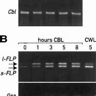 Localization Of Flp Proteins In The Chloroplast Partments