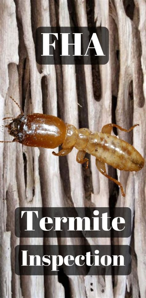 Fha Termite Inspection Requirements And Guidelines Fha Lenders