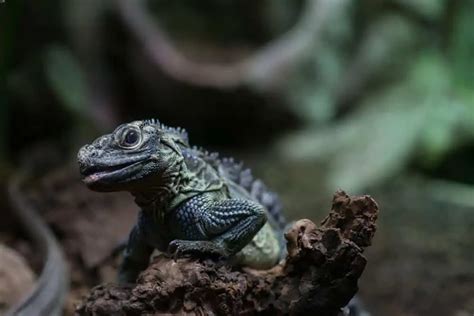 Sailfin Dragon Care: Enclosure, Size, Diet & More!