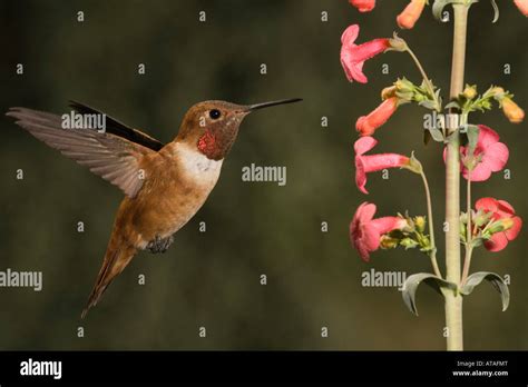 Rufous Hummingbird Male Selasphorus Rufus Feeding At Penstemon