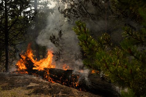 Us Forest Fires Threaten Carbon Offsets As Company Linked Trees Burn