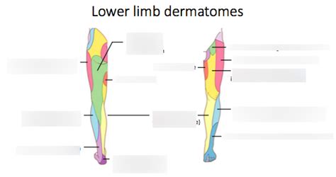 Lower Limb Dermatomes Diagram Quizlet