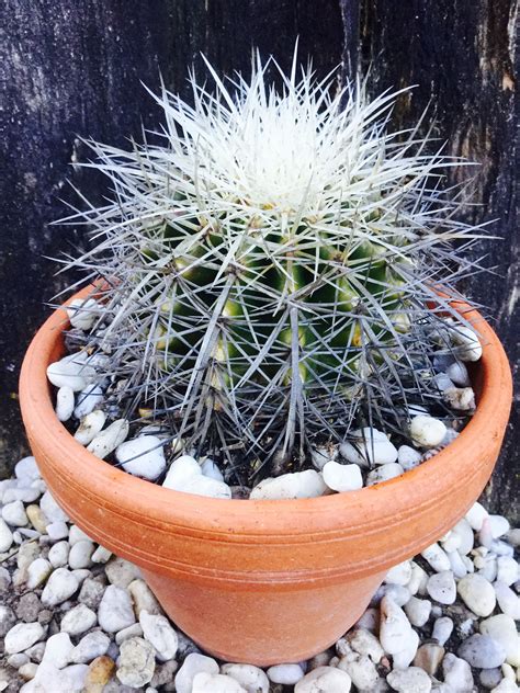 Echinocactus Grusonii V Alba Cactus Flowers Cacti And Succulents Cactus Plants Garden Plants