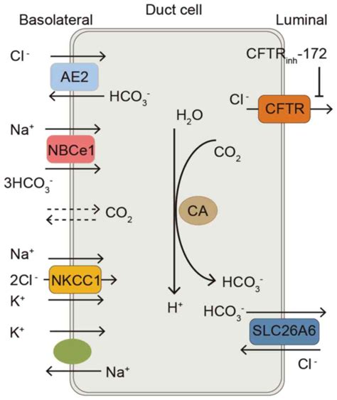 Roles Of Cl Hco Anion Exchanger In The Physiology And