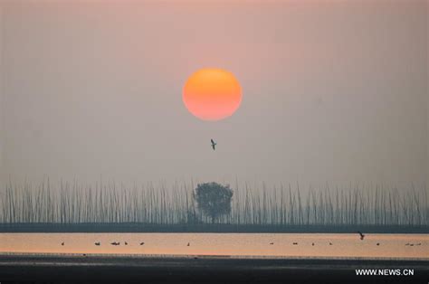 Migratory Birds Fly Over Shengjin Lake In East China S Anhui 4