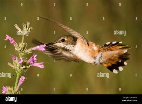 Rufous Hummingbird female Selasphorus rufus feeding at hyssop Agastache ...