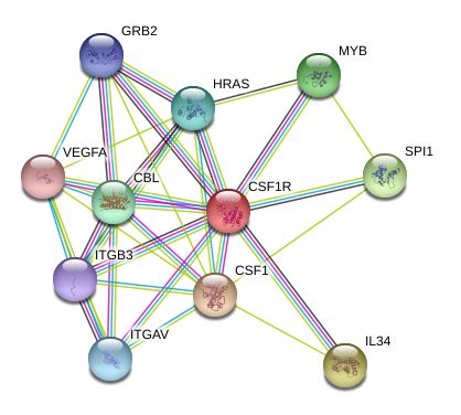 M CSFR CSF1R Protein Overview Sino Biological