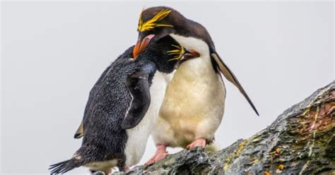 Macaroni Penguin - A-Z Animals