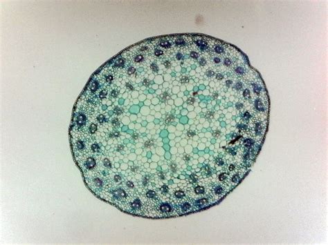 Corn Stem (Cross-Section) Prepared Microscope Slide