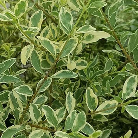 Variegated Chinese Privet