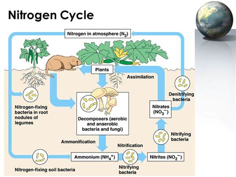 Gambar Daur Nitrogen Denah