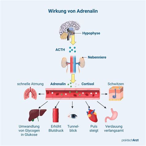 Adrenalin Werte Und Bedeutung Praktischarzt