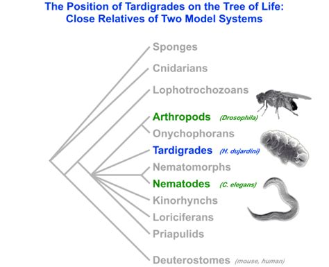 Evolution - Tardigrades