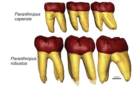 1.4 million-year-old jaw that was 'a bit weird for Homo' turns out to ...