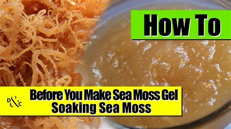 Soaking Dry Sea Moss To Make Sea Moss Gel Youtube