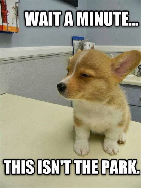 22 Funny animals ideas | funny animals, funny animal memes, funny