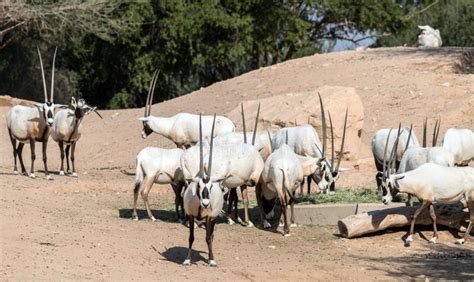 Wild Animal Arabian Oryx Im Al Ain Zoo Safari Park Stockfoto Bild Von