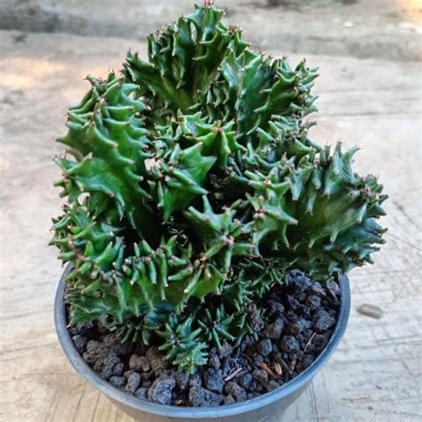 Euphorbia Ingens Cristata Kaktus Sukulen Tanaman Hias Lazada Indonesia