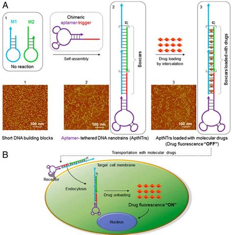 Aptamers Active Targeting Ligands For Cancer Diagnosis And Therapy