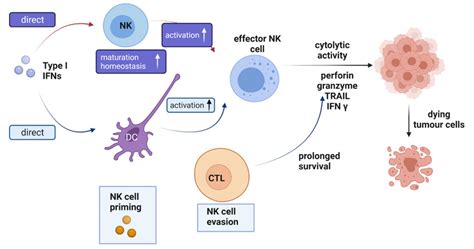 Activation Pathways Are Regulated By Type I Interferons Ifns In The